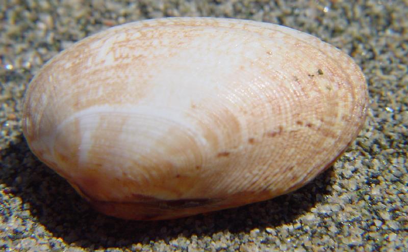 Venerupis senegalensis (=pullastra = corrugata)